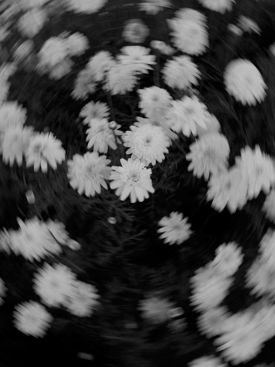 Flores en giro, blanco y negro