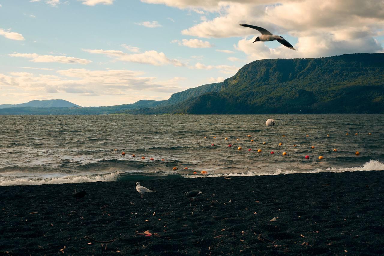 Gaviotas en la playa de arena negra del lago Caburgua, Araucanía