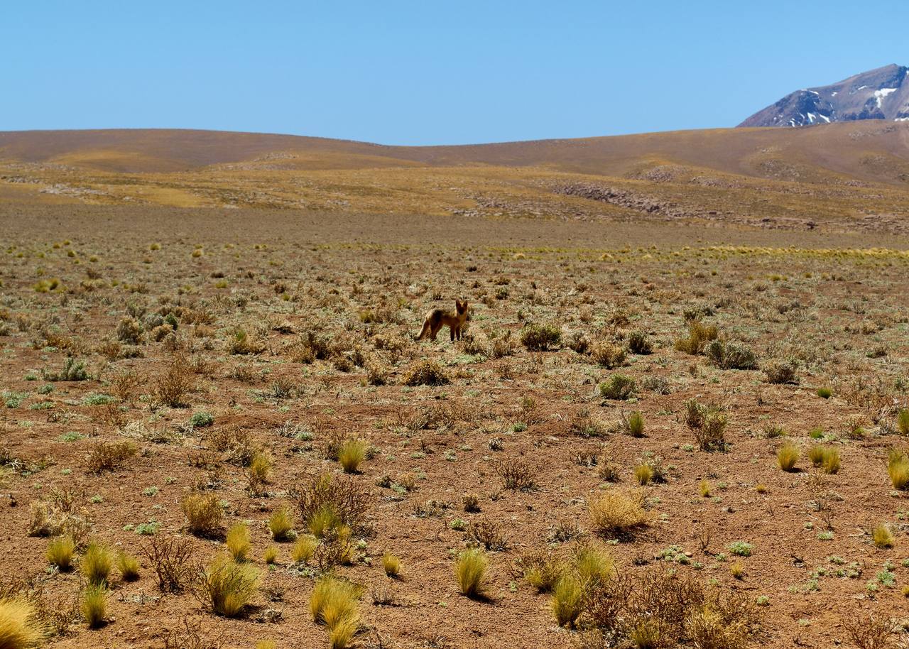 Zorro culpeo en el altiplano de San Pedro de Atacama