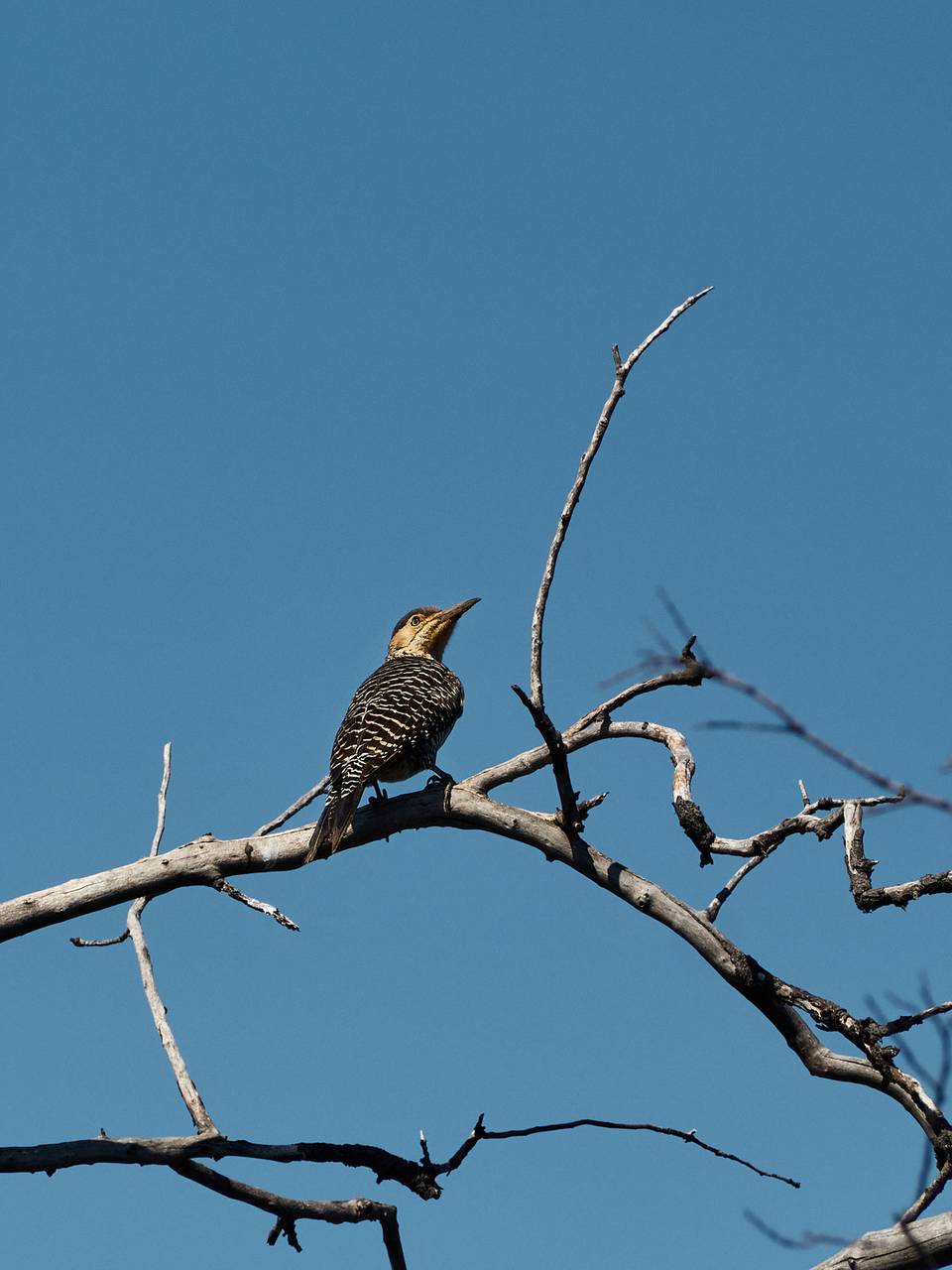 Carpintero sobre una rama seca, cielo azul